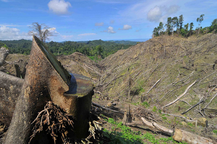 Rusaknya Hutan Akibat Pembalakan Liar