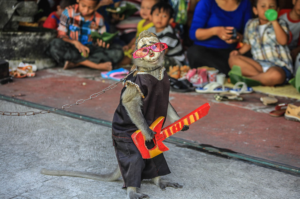Populasi Monyet Ekor Panjang Semakin Berkurang