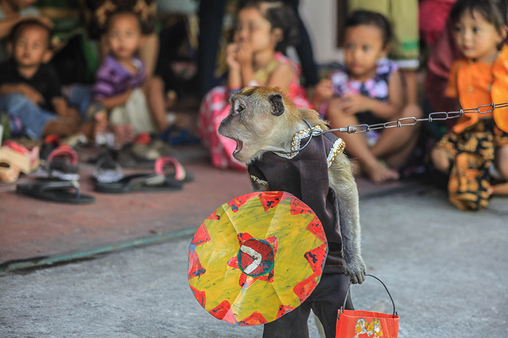 Populasi Monyet Ekor Panjang Semakin Berkurang