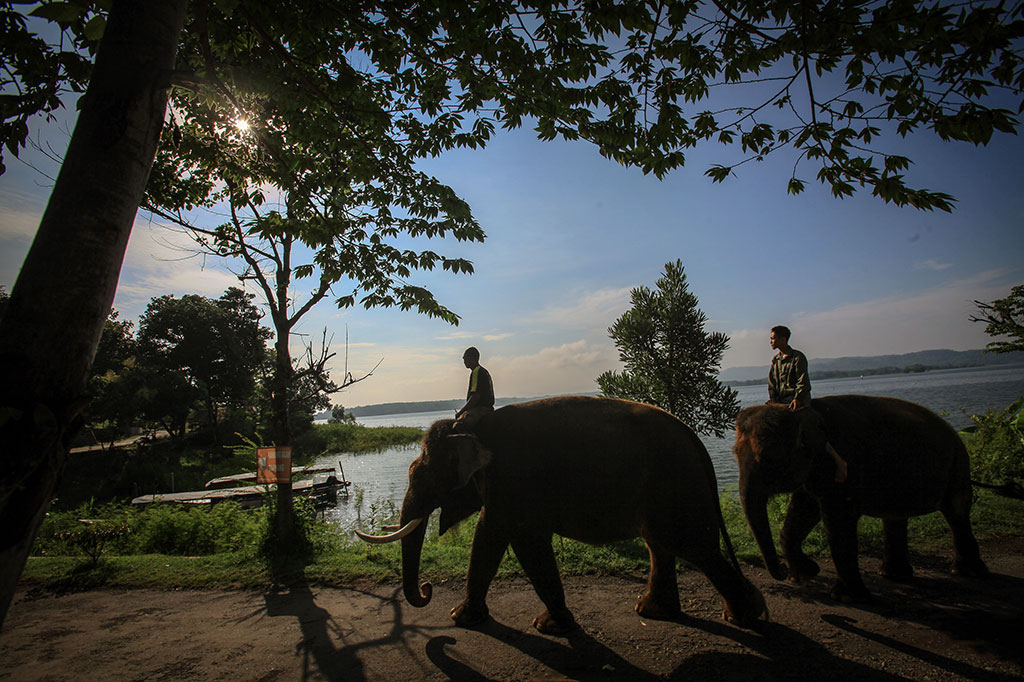 Pawang menaiki gajah koleksi objek wisata Waduk Gajah Mungkur.