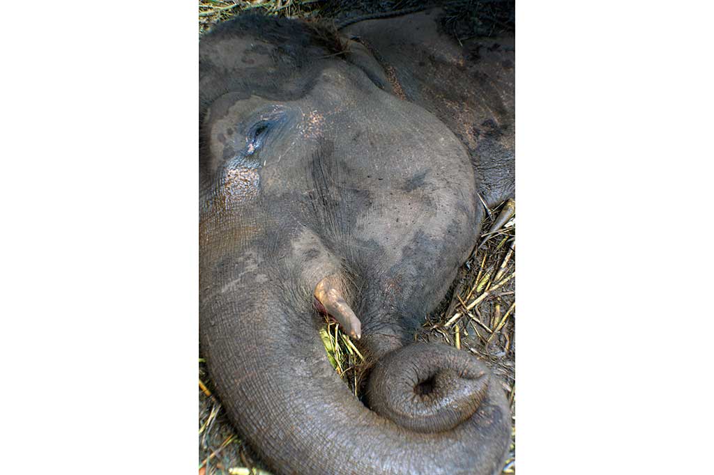 Yani, Gajah Penghuni Kebun Binatang Bandung Mati