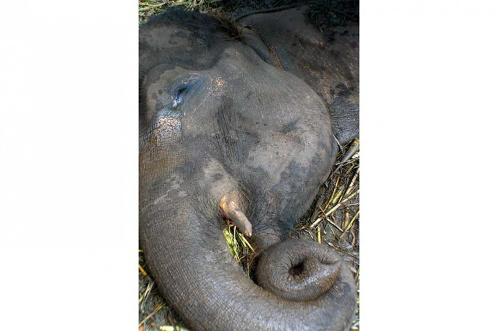 Yani, Gajah Penghuni Kebun Binatang Bandung Mati