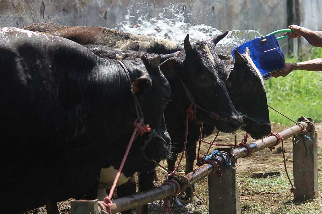 Jelang Ramadan, Pemerintah Impor 10 Ribu Ton Daging Sapi