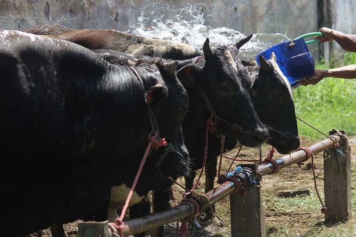 Jelang Ramadan, Pemerintah Impor 10 Ribu Ton Daging Sapi