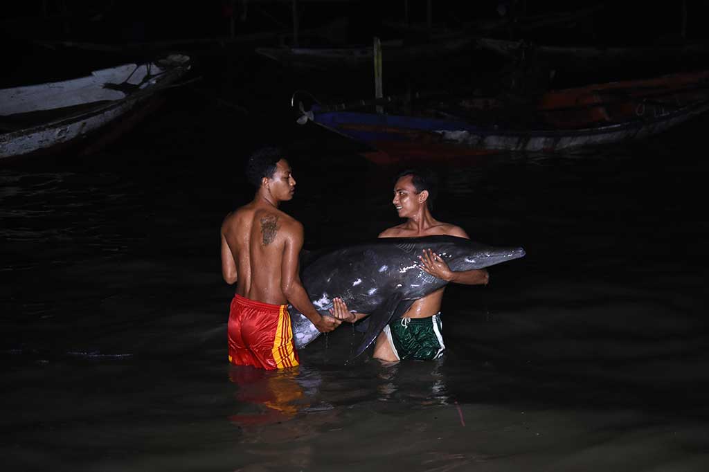 Nelayan berusaha menyelamatkan lumba-lumba (Tursiops truncatus) yang terdampar di tepi Pantai Nambangan, Kenjeran, Surabaya, Jawa Timur, Senin (23/5) dini hari. 