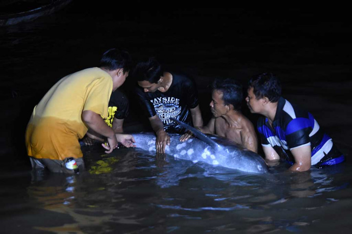 Tim dokter dari Kebun Binatang Surabaya memberikan suntikan vitamin dan antibiotik agar kondisi mamalia langka tersebut tidak semakin melemah. Lumba-lumba tersebut untuk sementara dirawat oleh tim KBS sebelum dilepaskan kembali ke laut.