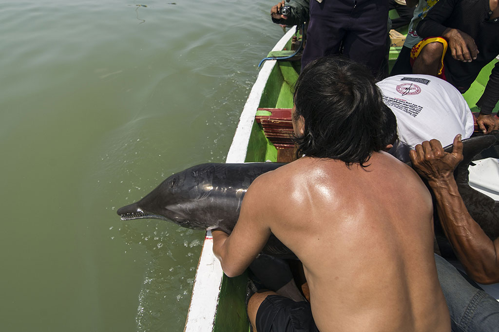 Lumba-lumba yang Tersangkut Jaring Nelayan Kembali Dilepasliarkan