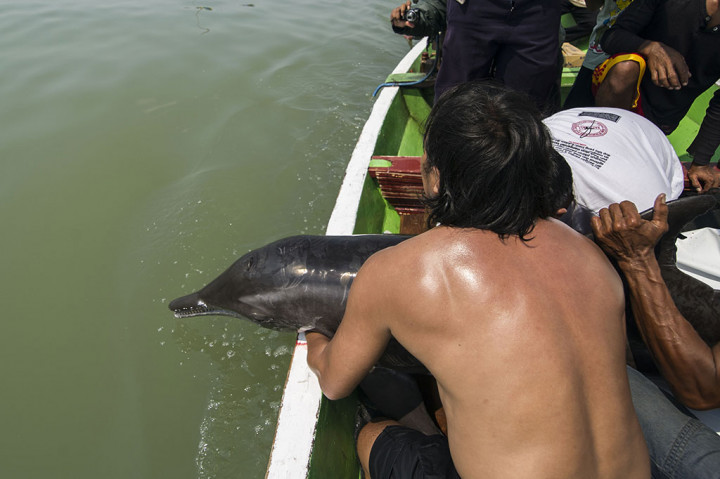 Lumba-lumba yang Tersangkut Jaring Nelayan Kembali Dilepasliarkan