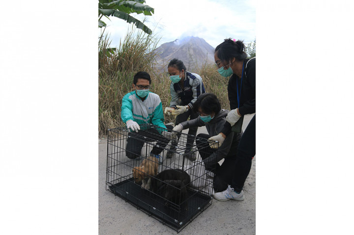 Penyelamatan Hewan di Sinabung