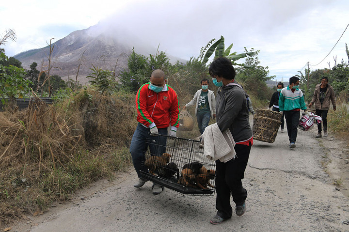 Penyelamatan Hewan di Sinabung