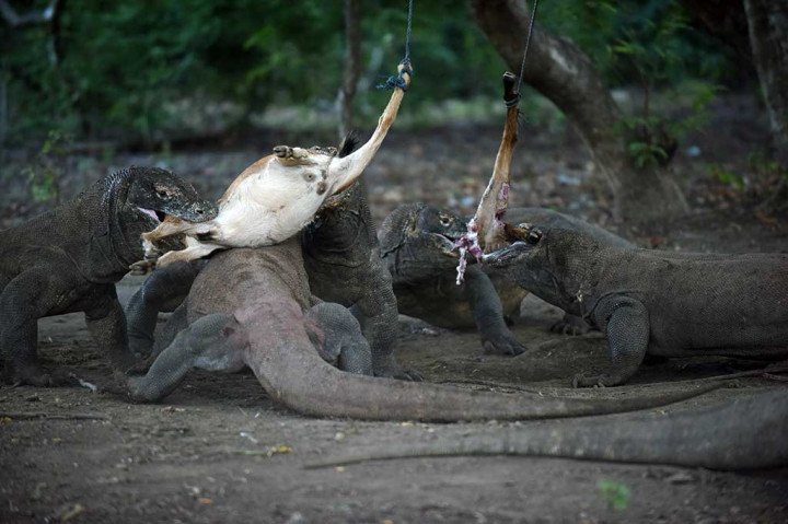 Beberapa ekor komodo ('Varanus komodoensis') memakan mangsa di Taman Nasional Komodo
