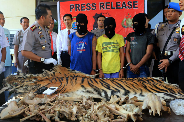 Polisi Gagalkan Perdagangan Kulit dan Tulang Harimau Sumatra