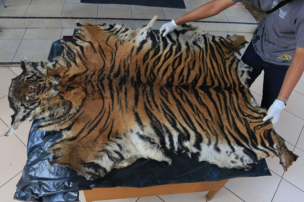 Polisi Gagalkan Perdagangan Kulit dan Tulang Harimau Sumatra