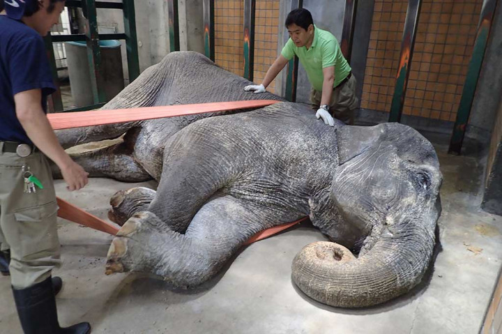 Juru bicara kebun binatang Naoya Ohashi mengatakan Hanako ditemukan berbaring miring pada Kamis pagi dan petugas telah berupaya untuk membantunya kembali berdiri namun tidak berhasil. Binatang tersebut mati pada sore hari. Autopsi akan dilakukan di kemudian hari.