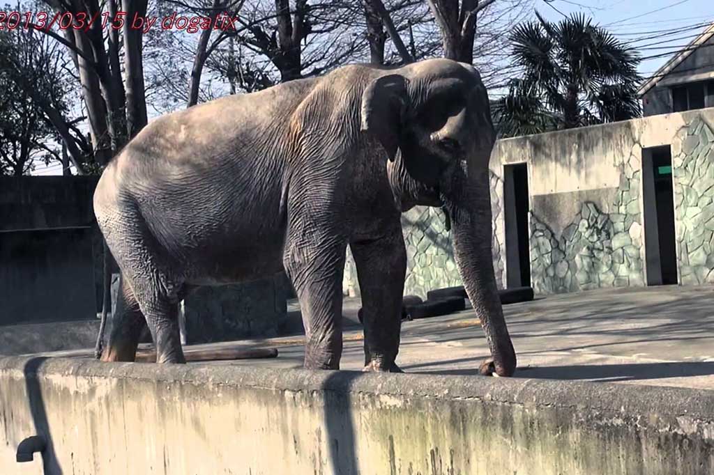 Kisah sedih gajah tua tersebut mengundang keprihatinan para pecinta hewan dan tahun lalu memicu petisi online untuk memindahkannya ke tempat khusus gajah yang lebih layak dan nyaman. Hal itu disebabkan Hanako bertahun-tahun hidup sendirian di dalam kandang beton. foto: www.thedodo.com