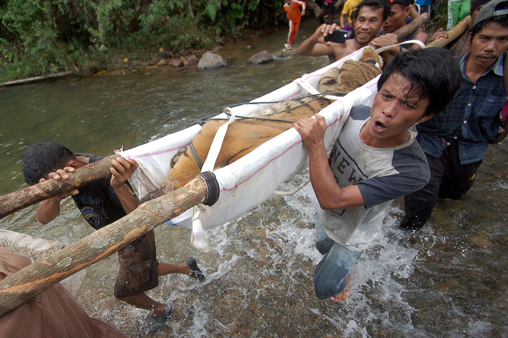 Evakuasi Harimau Terluka ke TMSBK