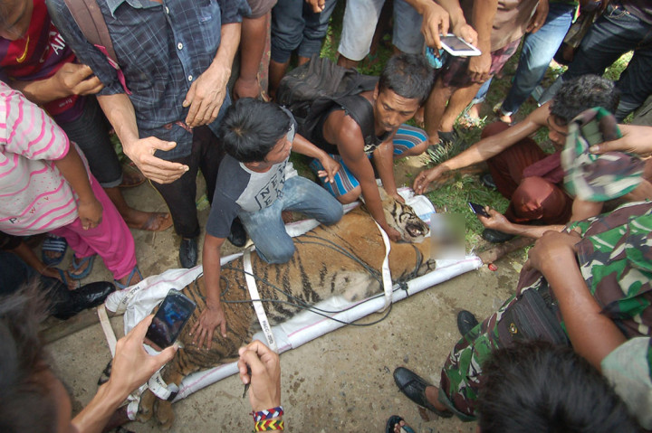 Evakuasi Harimau Terluka ke TMSBK
