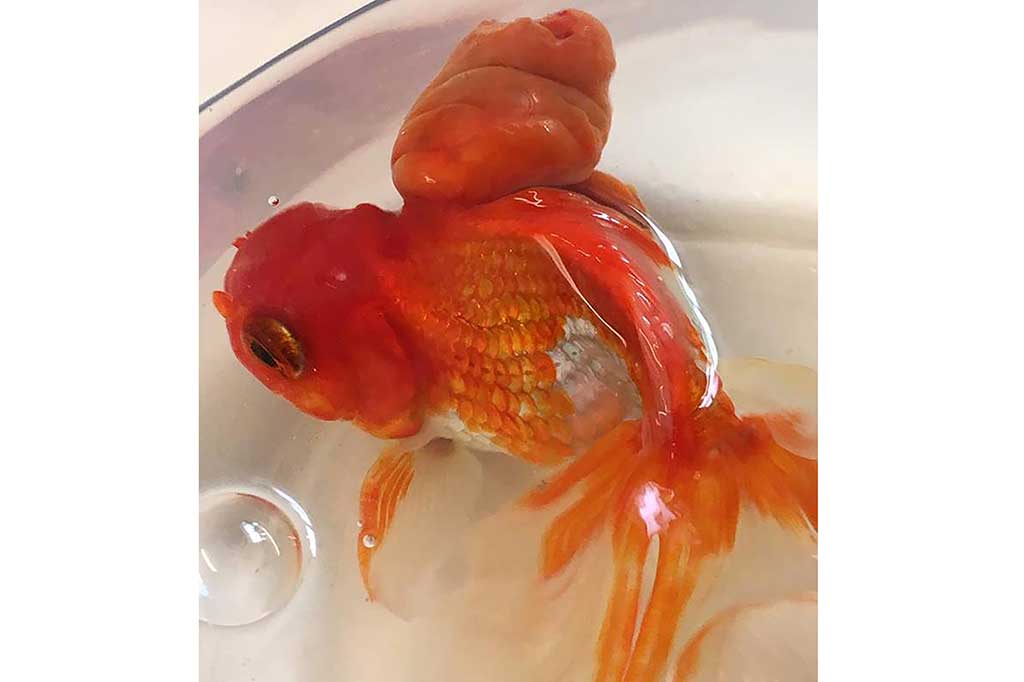 Sebuah gambar yang dirilis oleh Highcroft Veterinary Group pada 31 Mei 2016 menunjukkan ikan mas koki Nemo sebelum operasi untuk mengangkat tumor besar dari punggungnya di sebuah rumah sakit hewan di Bristol, Inggris barat, pada 13 Mei 2016.