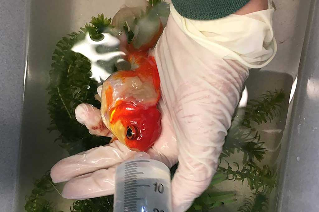 Nemo dikeluarkan dari air dan dibius untuk menjalani operasi untuk mengangkat tumor.