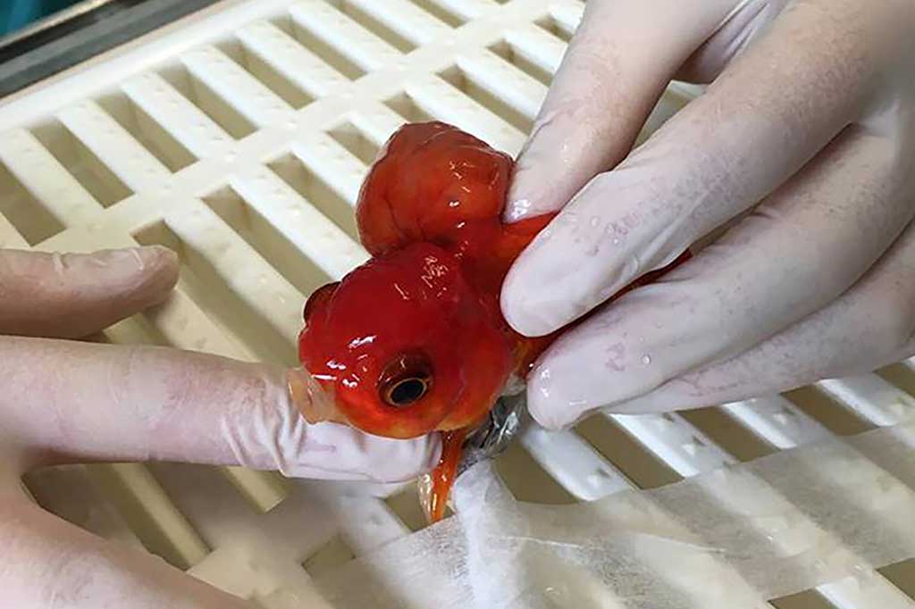 Nemo sedang dipersiapkan untuk operasi untuk mengangkat tumor.