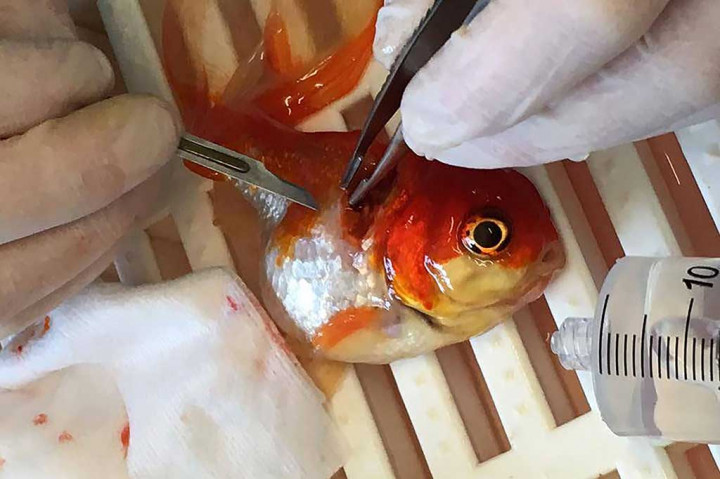 Nemo menjalani operasi untuk mengangkat tumor besar di punggungnya.