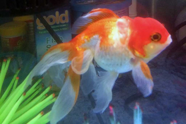 Nemo berenang di akuarium setelah menjalani operasi tumor.