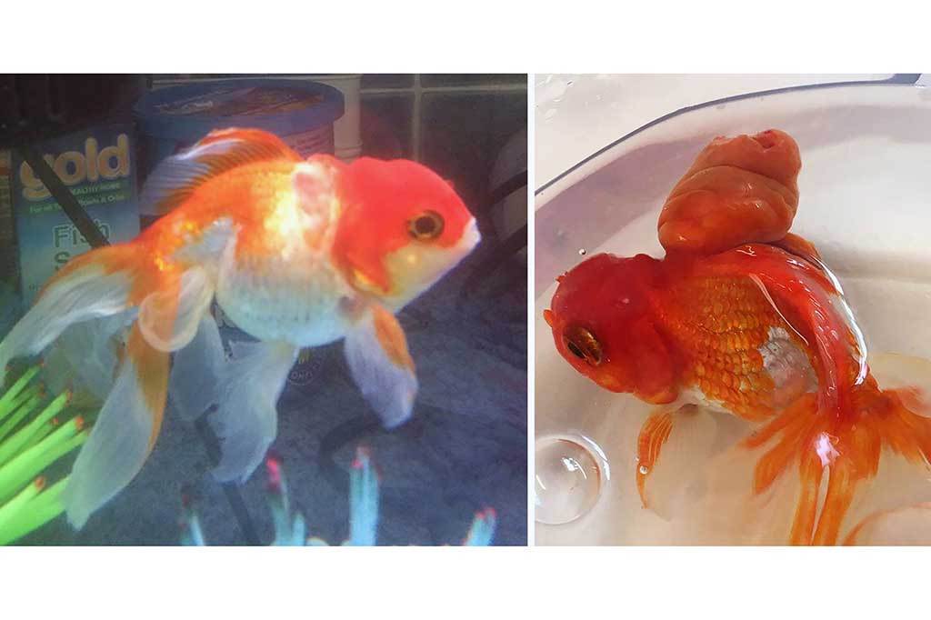 Perbandingan gambar Nemo sebelum operasi (kanan) dan setelah operasi.
