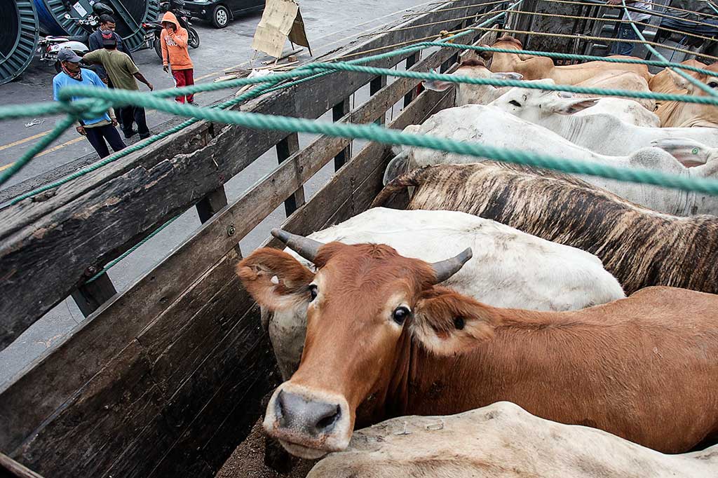 Sapi Impor Australia Tiba di Tanjung Priok