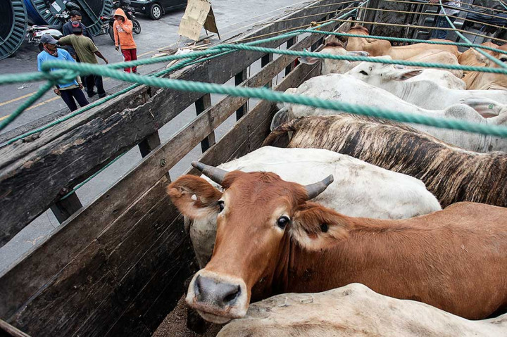 Sapi Impor Australia Tiba di Tanjung Priok