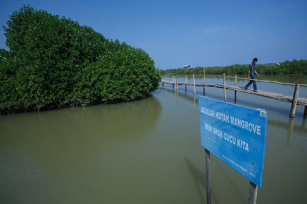 Hutan Mangrove Wanatirta, Penahan Abrasi dan Destinasi Wisata