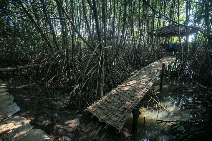 Hutan Mangrove Wanatirta, Penahan Abrasi dan Destinasi Wisata