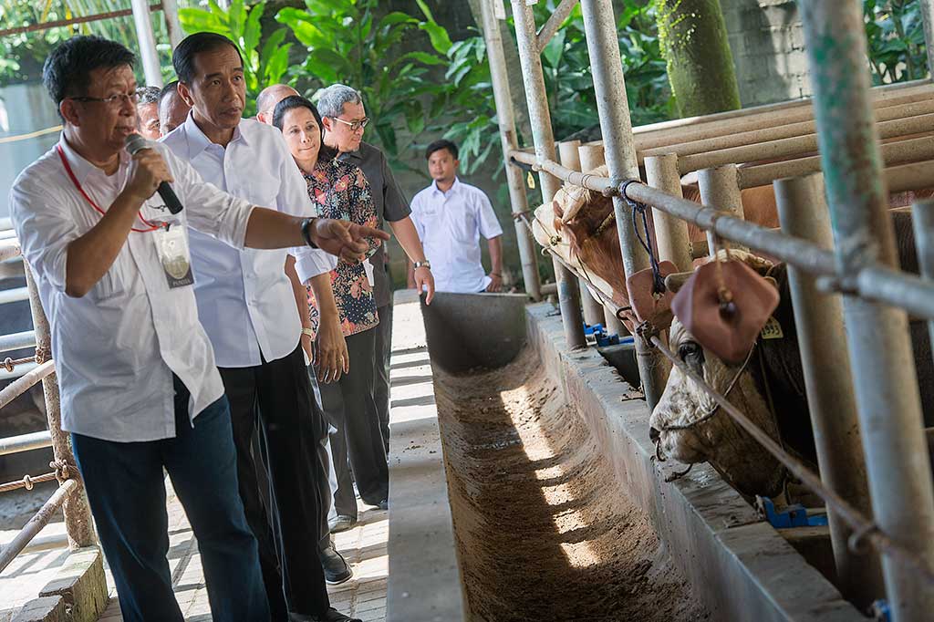 Presiden didampingi Menteri BUMN Rini Soemarno (ketiga kiri), Gubernur Jawa Barat Ahmad Heryawan (keempat kiri) melihat-lihat sapi di tempat penggemukan sapi PT KAR.