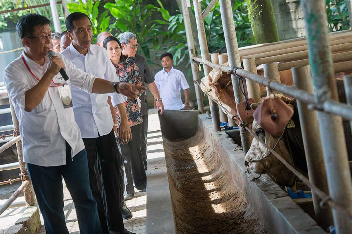 Presiden didampingi Menteri BUMN Rini Soemarno (ketiga kiri), Gubernur Jawa Barat Ahmad Heryawan (keempat kiri) melihat-lihat sapi di tempat penggemukan sapi PT KAR.