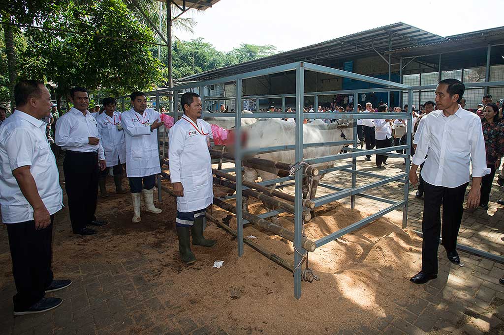 Presiden didampingi Menteri BUMN Rini Soemarno (kanan), Menristekdikti Muhammad Nasir (kiri) dan Mentan Amran Sulaiman (kedua kiri) menyaksikan proses inseminasi.