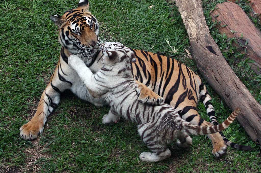 Dua Bayi Harimau Putih Lahir di Jatim Park II