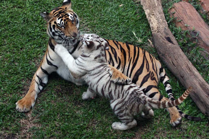 Dua Bayi Harimau Putih Lahir di Jatim Park II