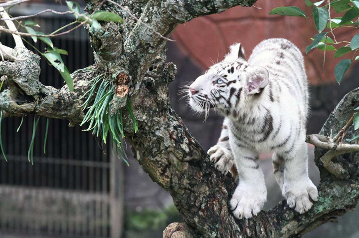 Dua Bayi Harimau Putih Lahir di Jatim Park II