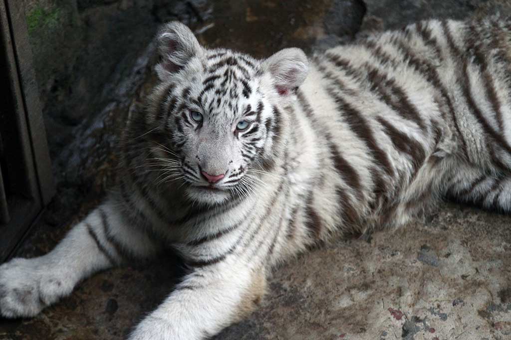 Dua Bayi Harimau Putih Lahir di Jatim Park II