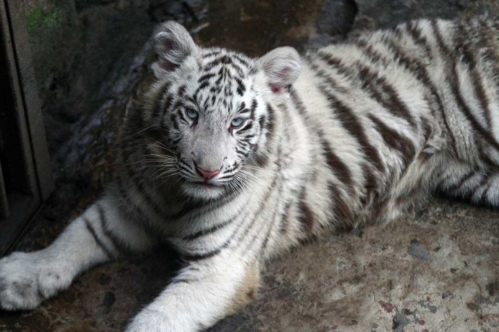 Dua Bayi Harimau Putih Lahir di Jatim Park II