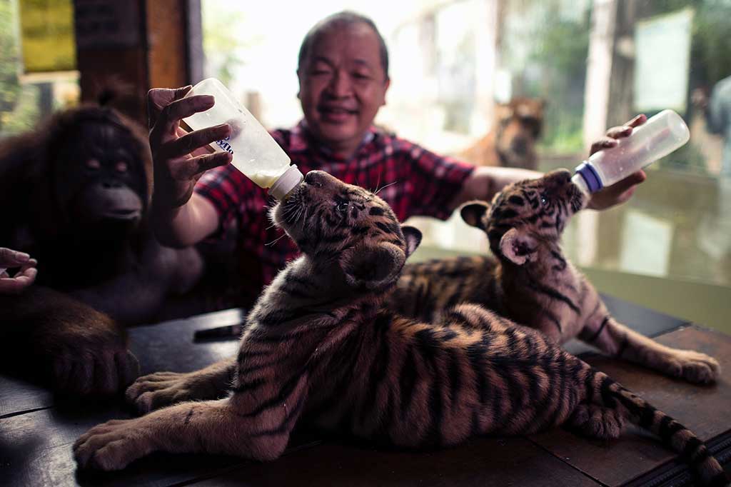 Pemilik kebun binatang Manny Tangco memberi susu Tiger Duterte dan Tiger Leni.
