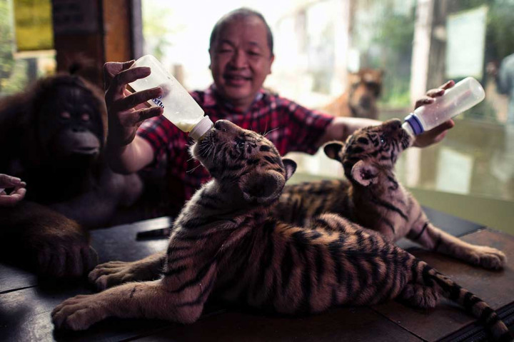 Pemilik kebun binatang Manny Tangco memberi susu Tiger Duterte dan Tiger Leni.