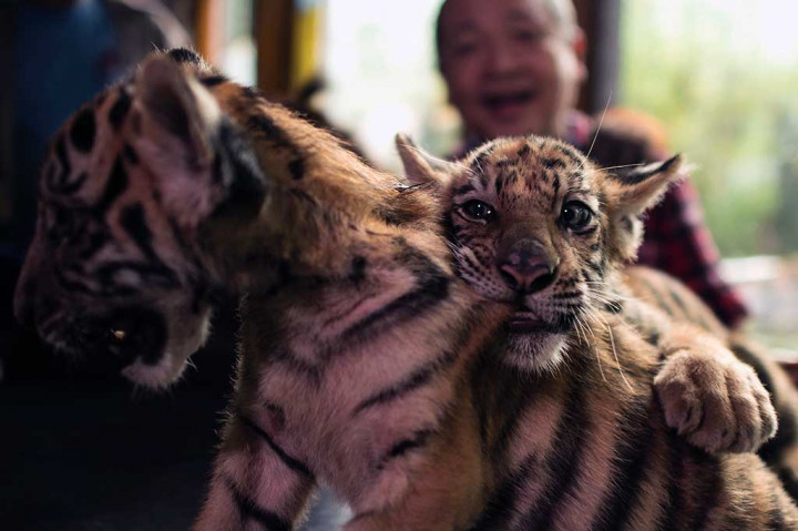 Kedua harimau yang masih berumur dua bulan tersebut merupakan keturunan dari 'Tiger Cory' dan 'Tiger Ninoy', nama orang tua mantan Presiden Benigno Aquino.
