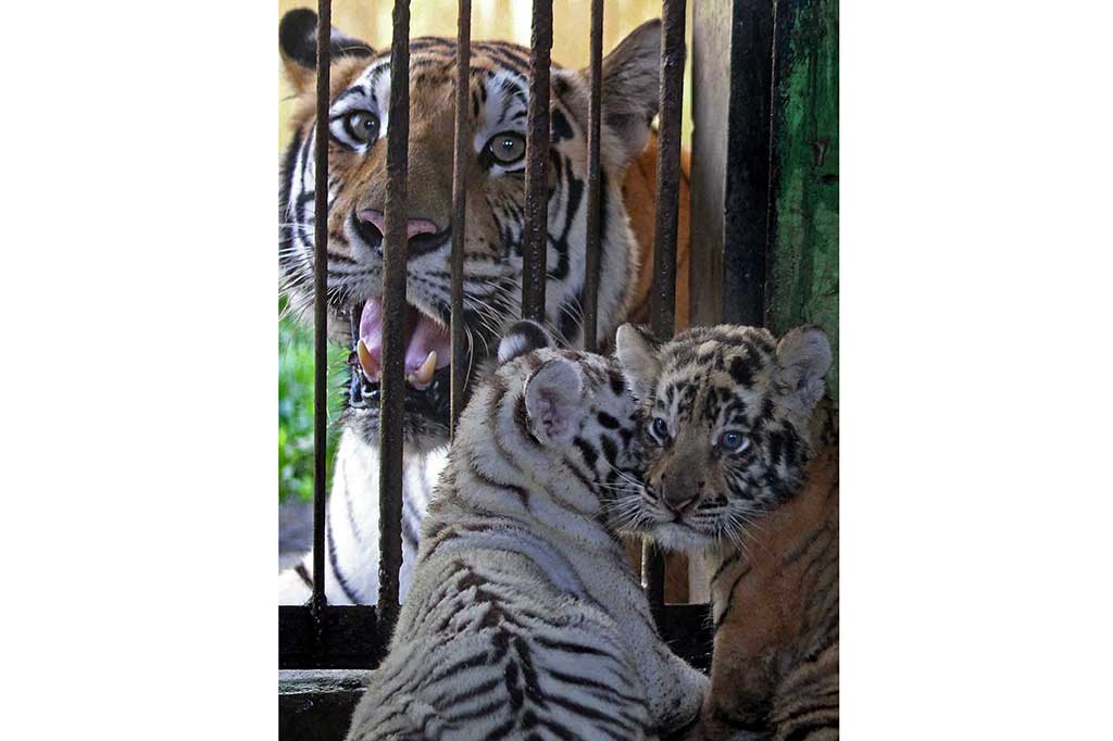 Wesa dan dua anaknya yang masih berusia satu bulan berada dalam kandang karantina di Taman Margasatwa Medan, Sumatera Utara, Senin (1/8/2016).