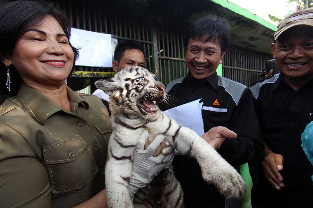 Petugas menggendong salah satu anak harimau benggala.