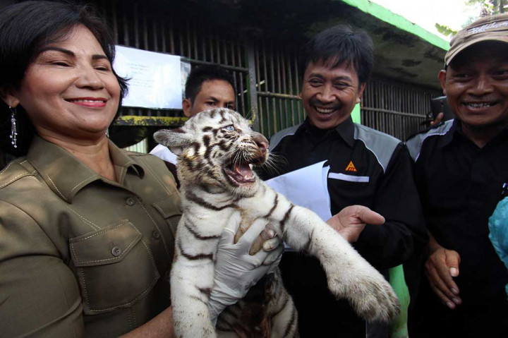 Petugas menggendong salah satu anak harimau benggala.
