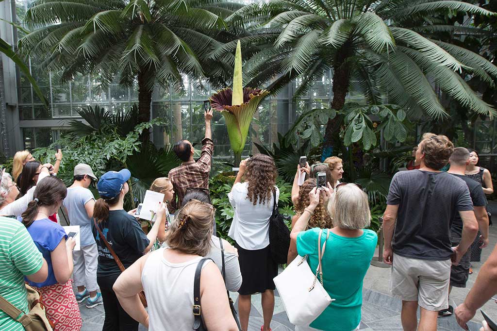 Pengunjung antusias melihat dan mengabadikan bunga bangkai di US Botanic Garden.