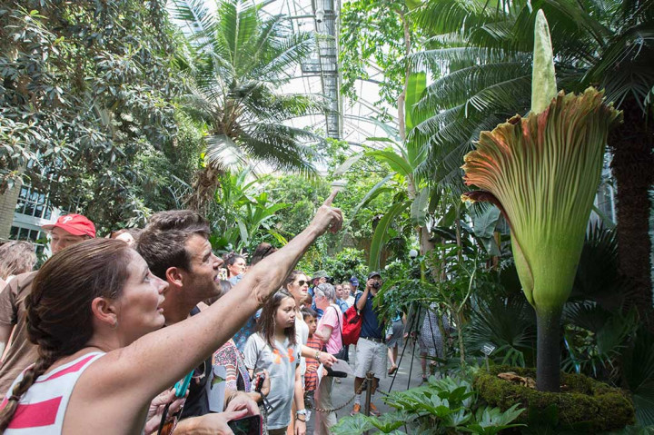 Pengunjung antusias melihat dan mengabadikan bunga bangkai di US Botanic Garden.