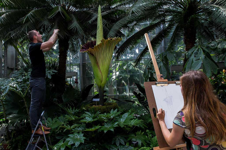 Pengunjung melukis dan mengambil gambar bunga bangkai di US Botanic Garden.
