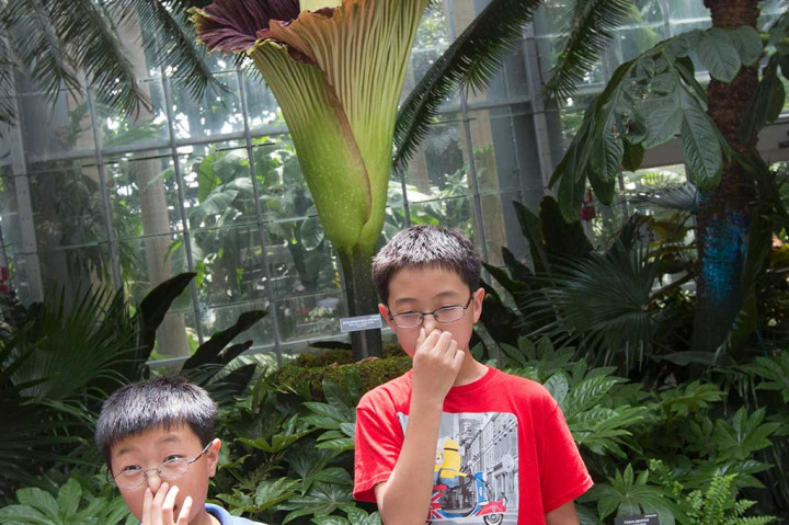 Anak-anak menutup hidung karena tidak tahan dengan bau yang dikeluarkan bunga bangkai tersebut.