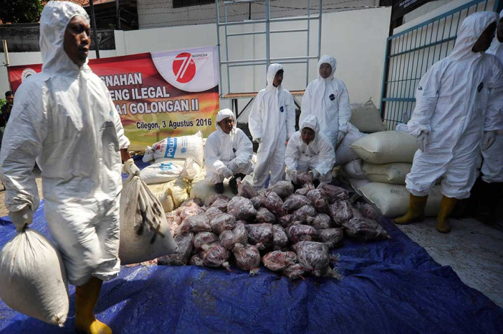 1,95 Ton Daging Celeng Dimusnahkan